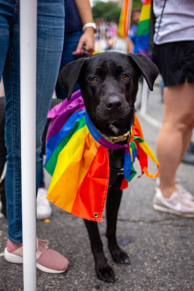 a black dog wears a rainbow cape