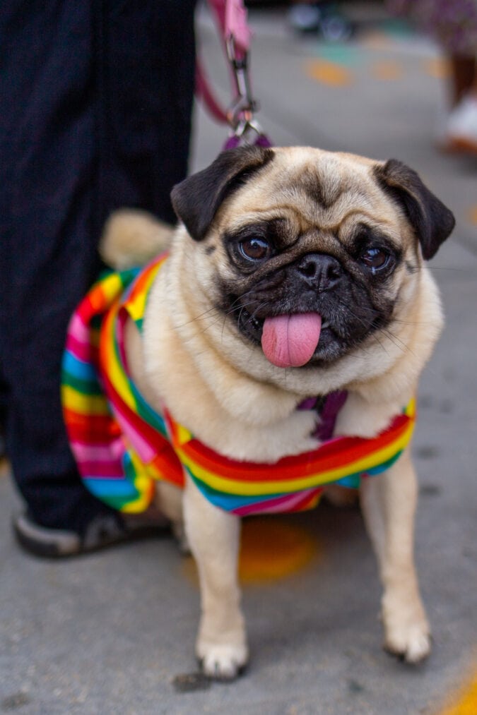 a pug wears a rainbow dress and sticks out their tongue