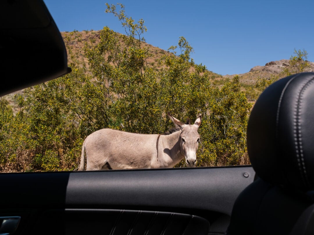 a donkey stands along the side of the road next to a convertible