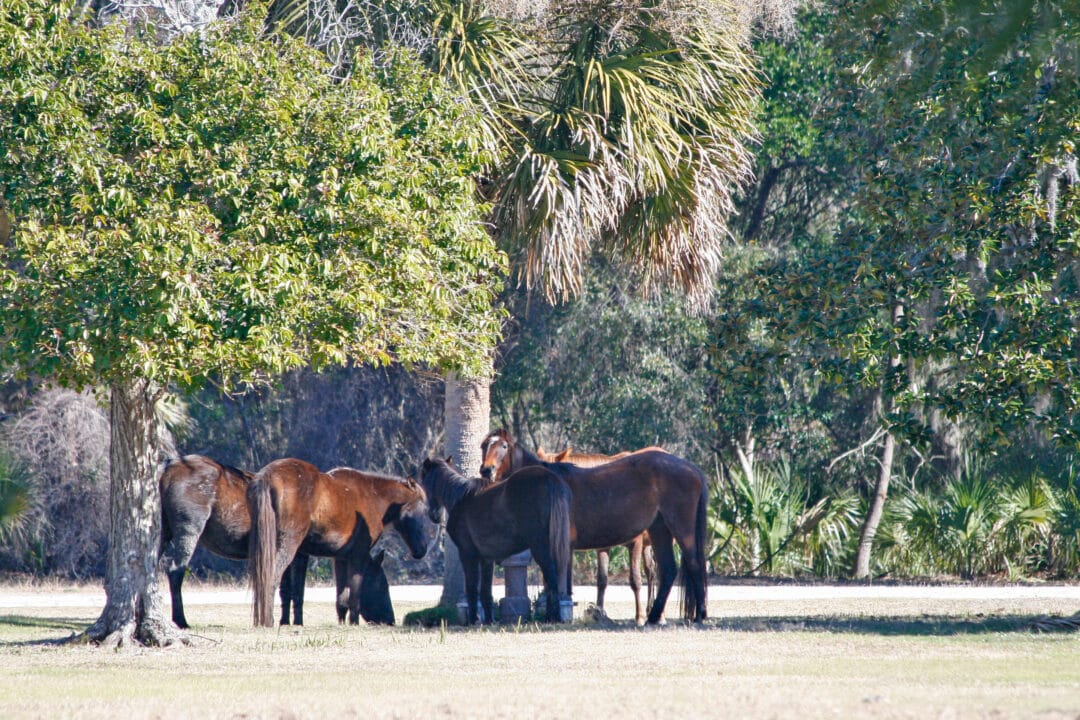 a group of brown feral horses gathered under a tree