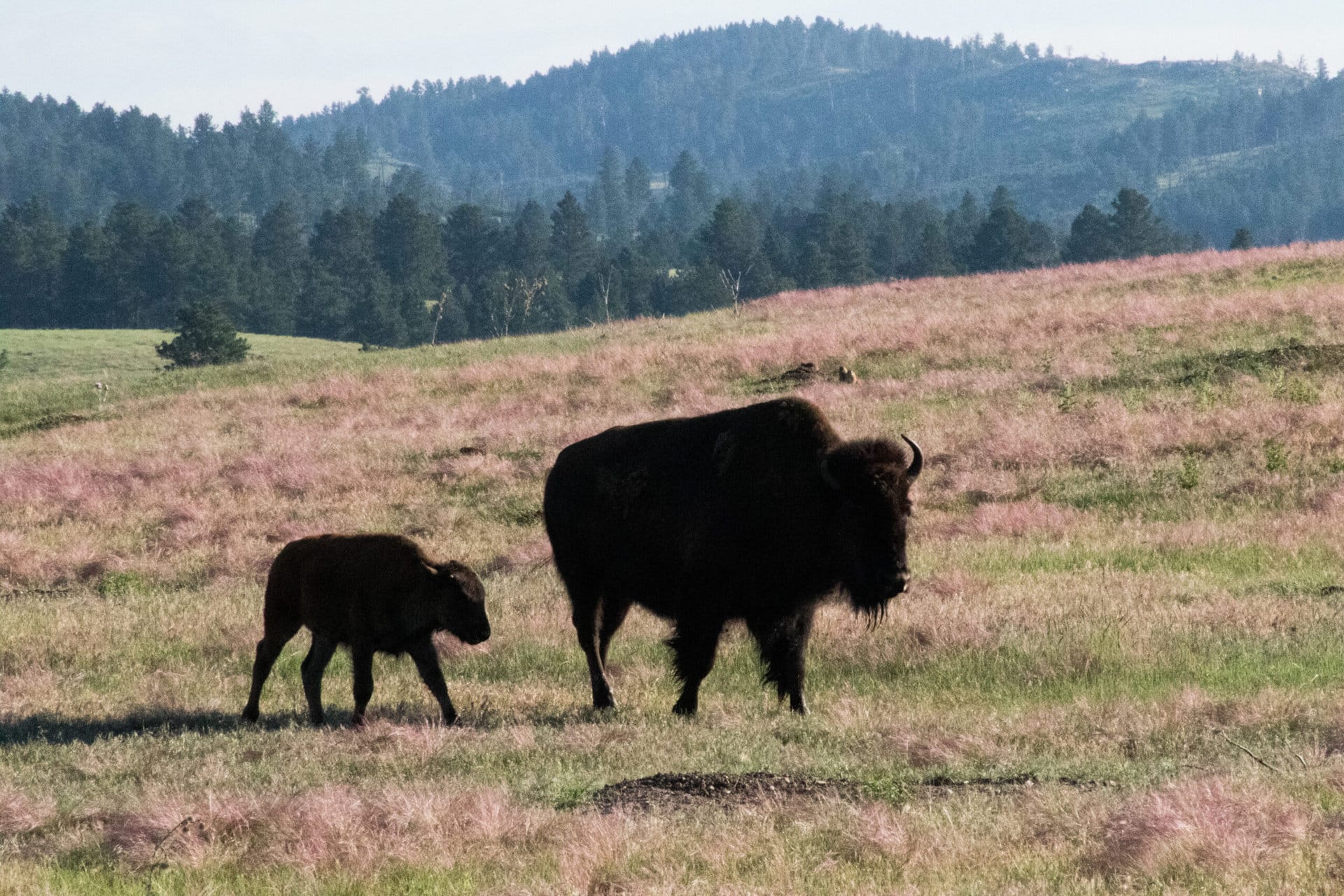 a large and small bison roam in the grass