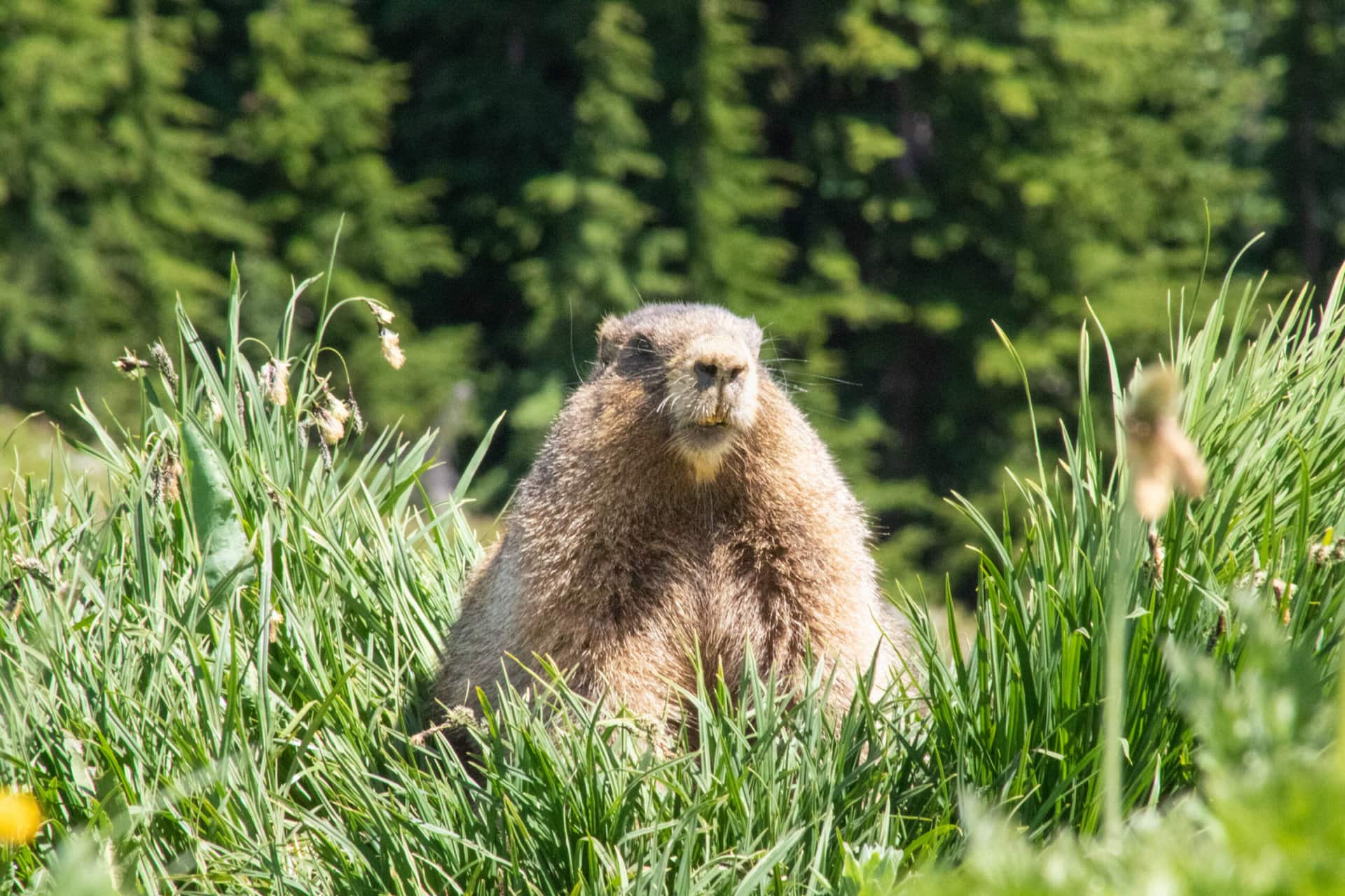 a groundhog stands upright in the grass