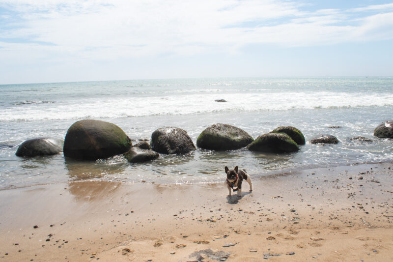 a frenchie dog on a beach with rocks, sand, and water