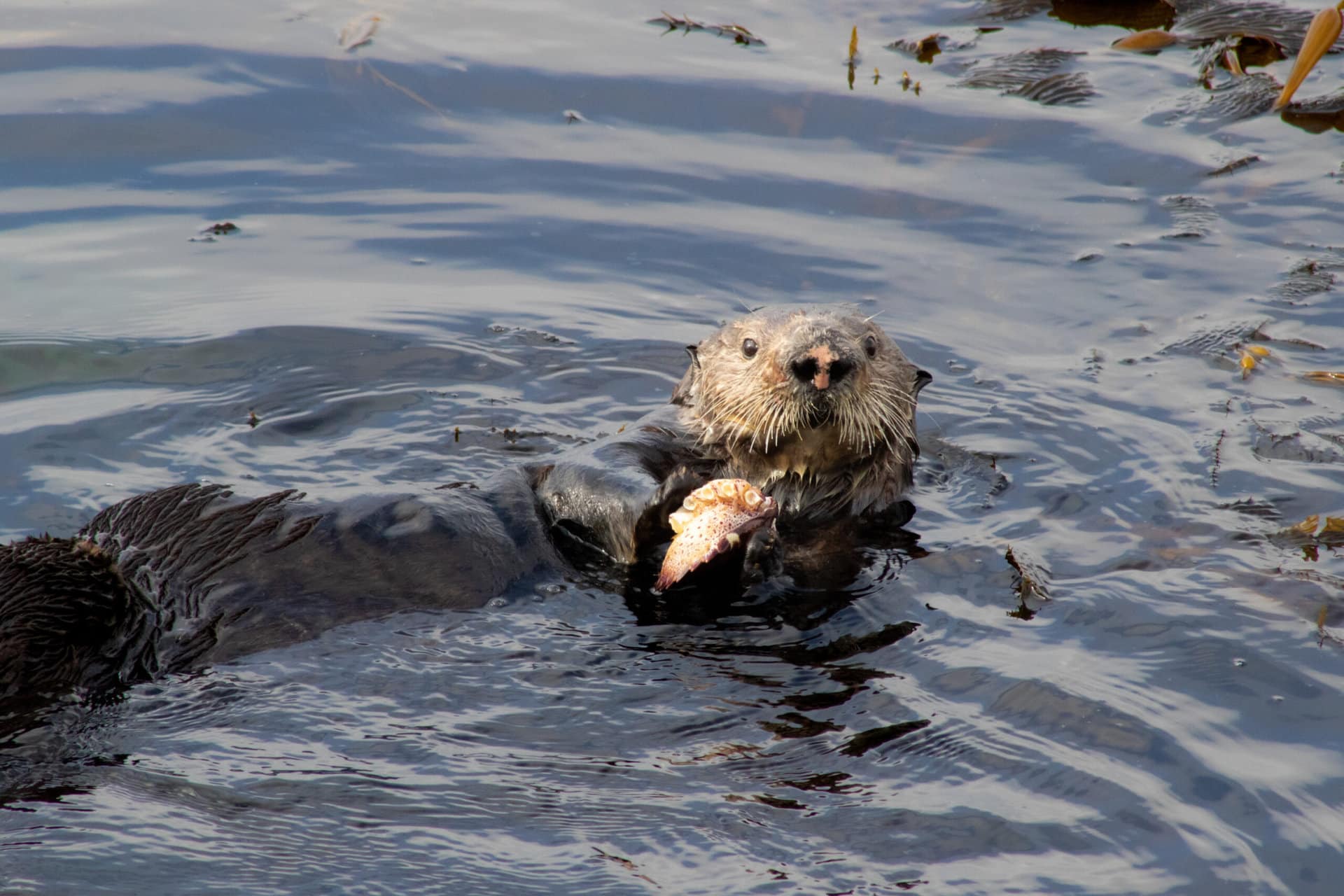 an otter in the water