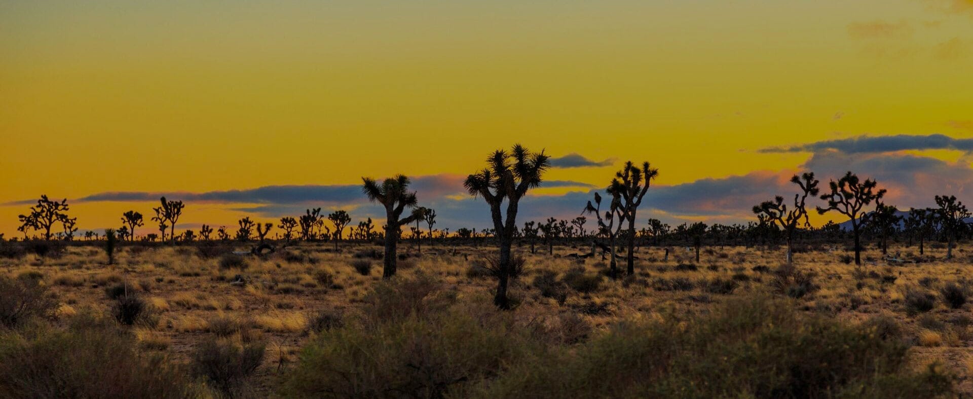 Planning a trip to Joshua Tree National Park