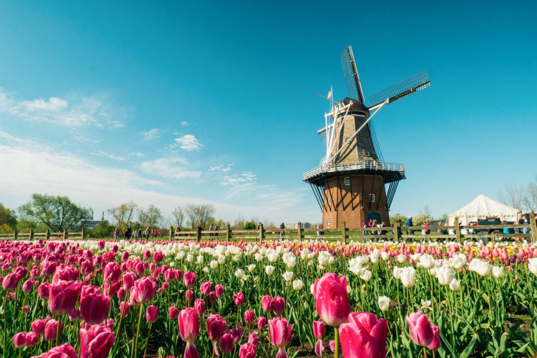 a windmill stands in a field of pink and white tulips against a blue sky