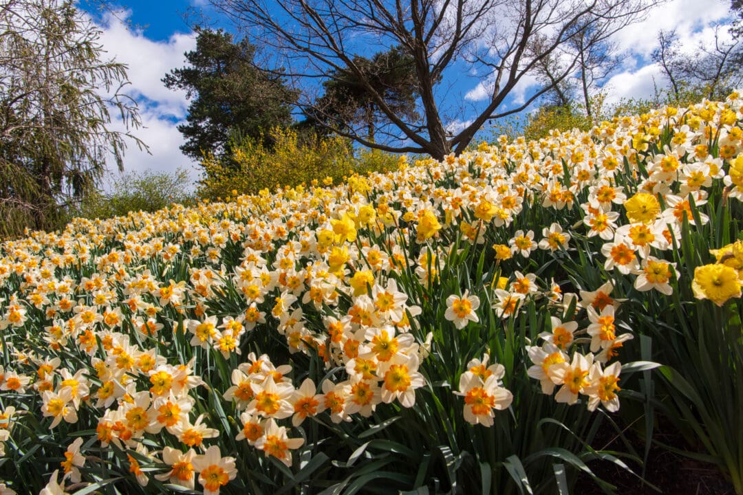 a field of yellow and orange daffodils in bloom