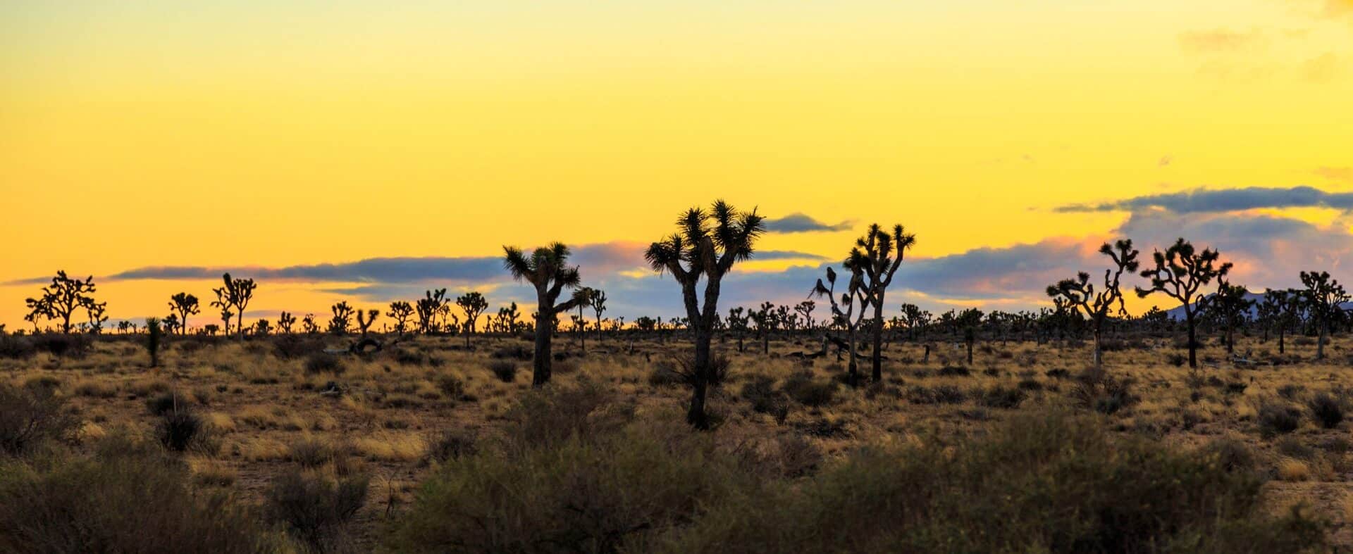 Plan your trip to Joshua Tree National Park - Roadtrippers