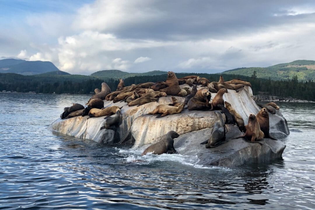 several seals gather on a rock surrounded by water