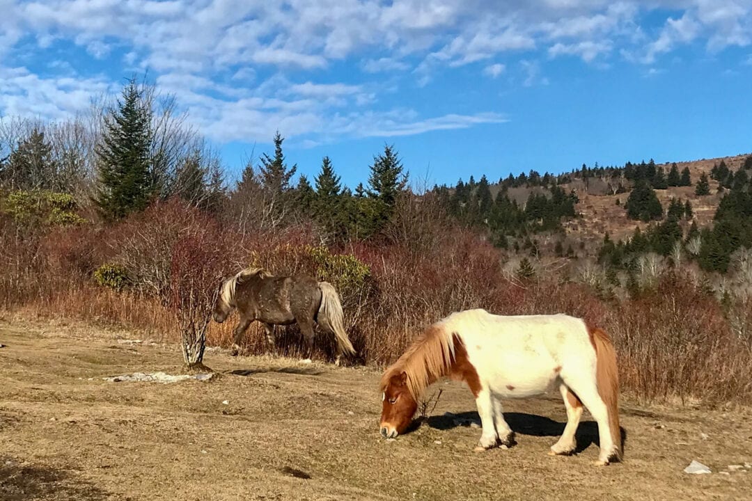 two wild ponies graze outside in front of pine trees under a blue sky