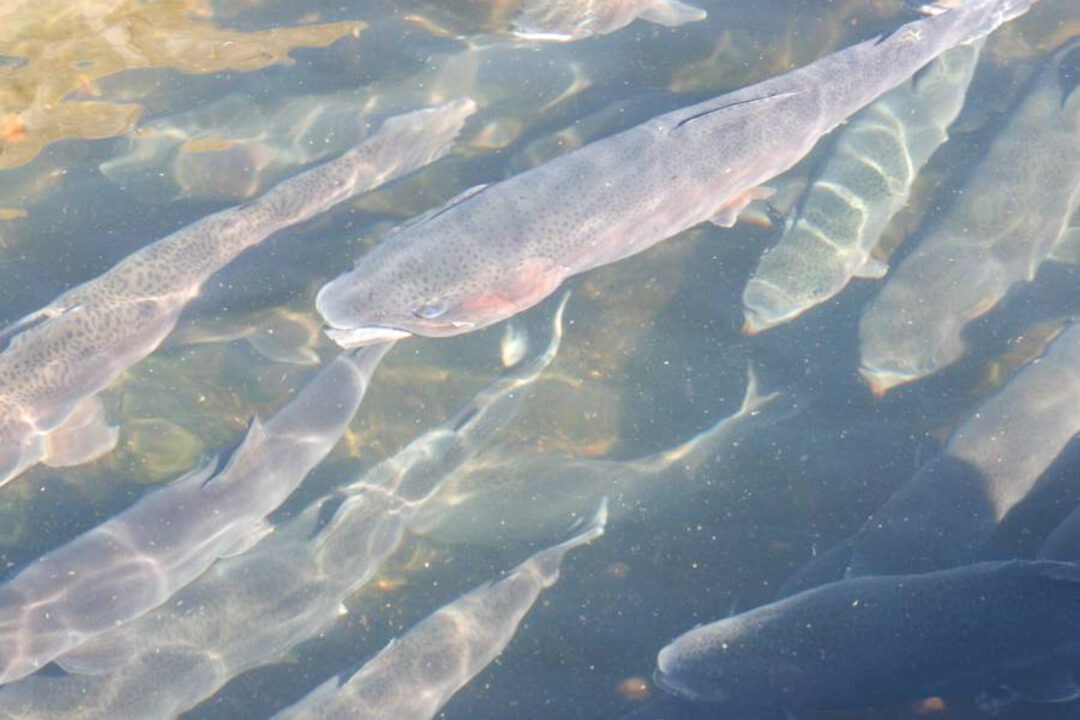 several long fish swimming in clear water