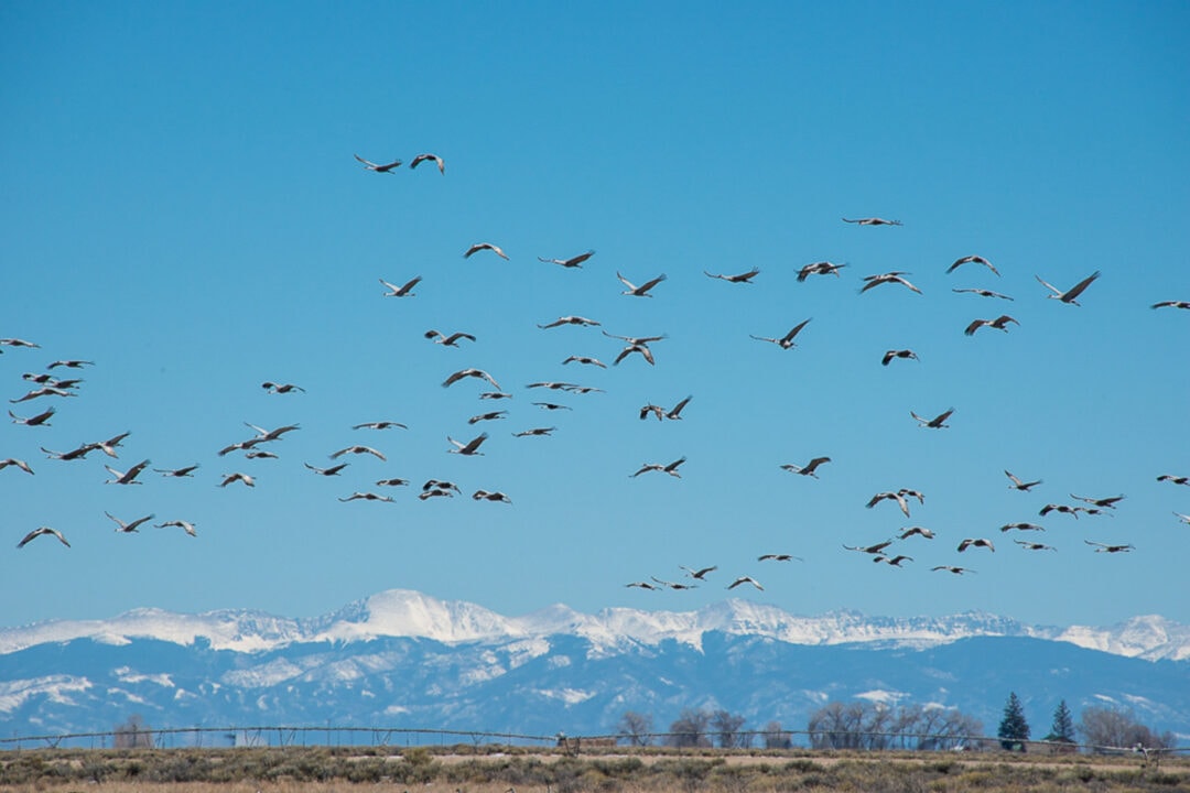 a flock of cranes flies against a blue sky and backdrop of snowy mountains