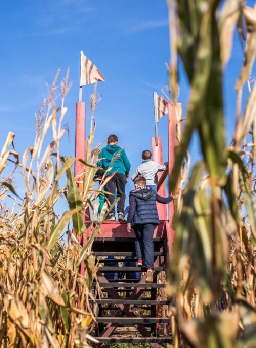 7 corn mazes in the Midwest to visit this fall [Togo RV]