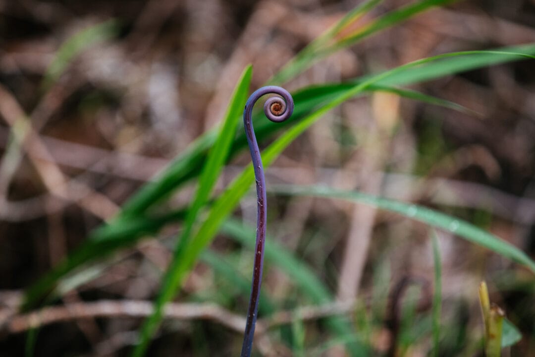 close up on a curly purple shoot surrounded by greenery