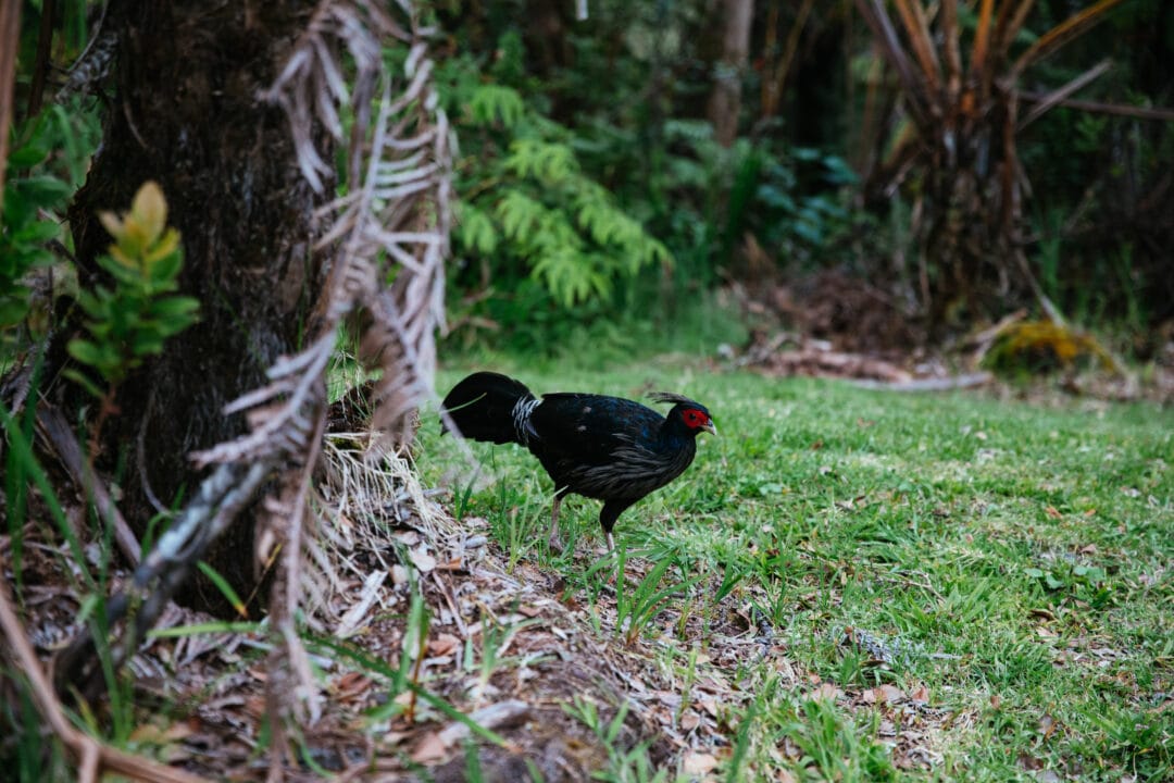 a black and red pheasant type bird in the forest
