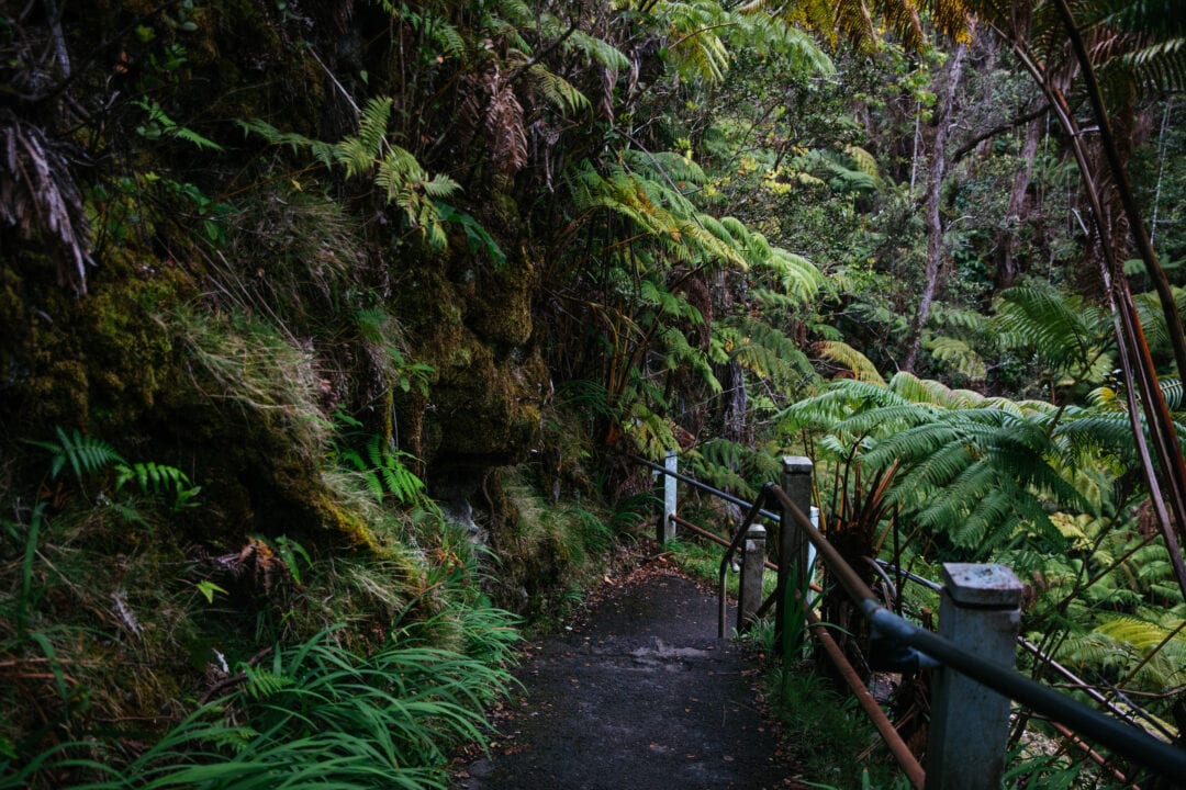 a trail through a lush green forest of ferns