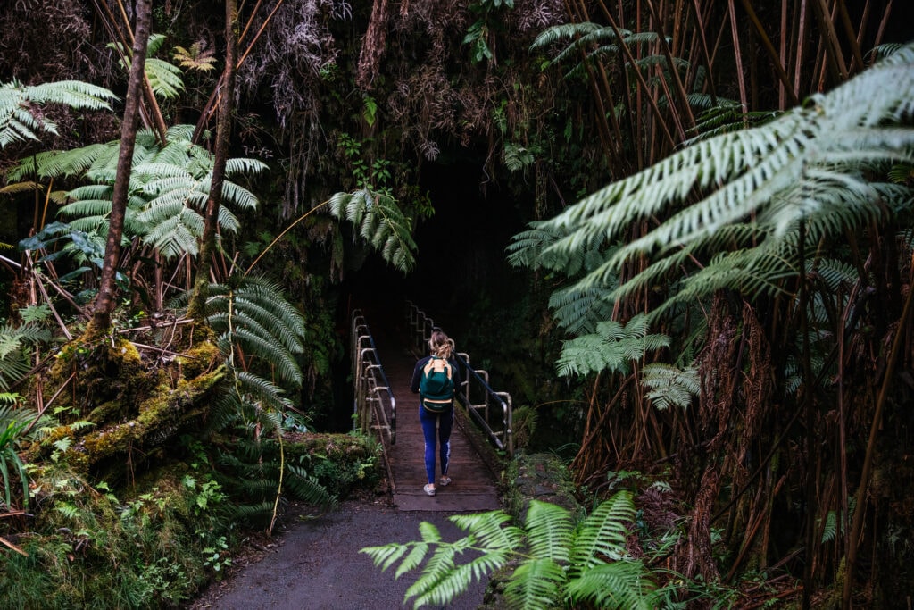 a person hikes on a wooden pathway through a forest of ferns