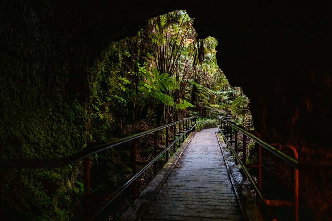 a wooden pathway through a lush forest as seen through the opening of a cave