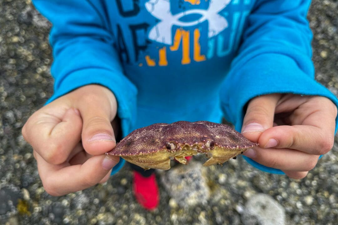 a boy holds a crab with two hands by the shore
