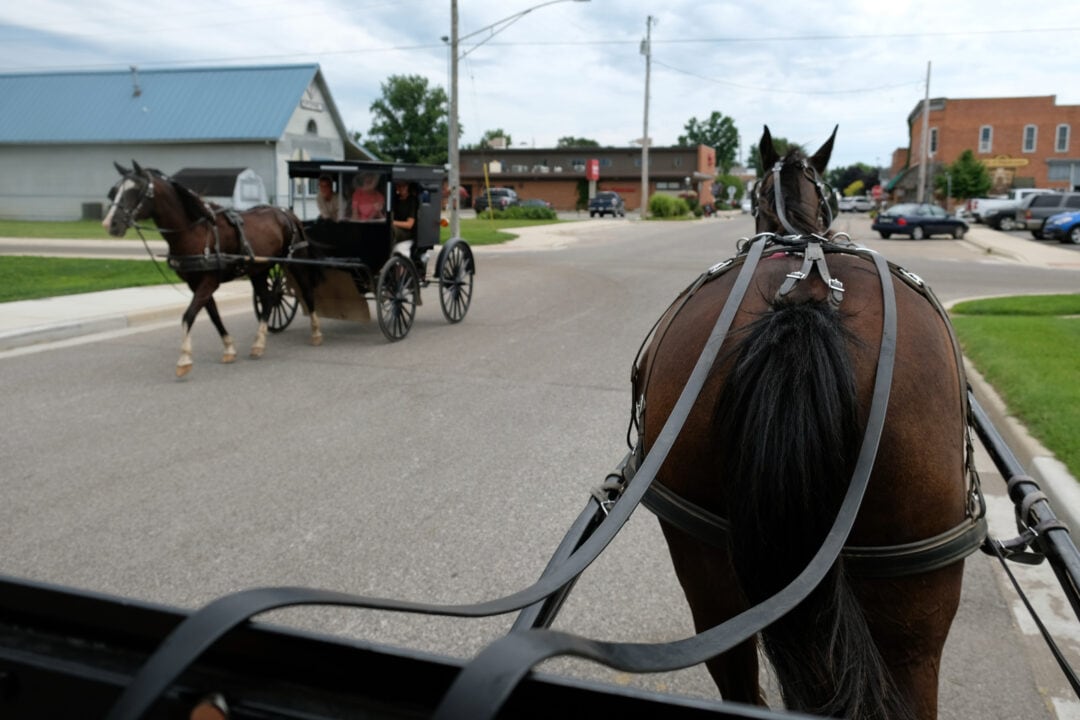 a horse pulls a buggy in amish country