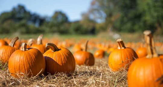 13 activities and events perfect for celebrating fall in the Midwest