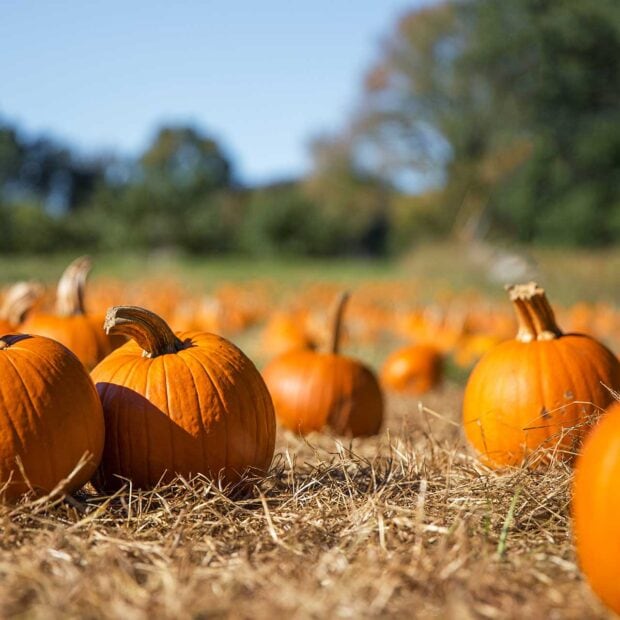 13 activities and events perfect for celebrating fall in the Midwest