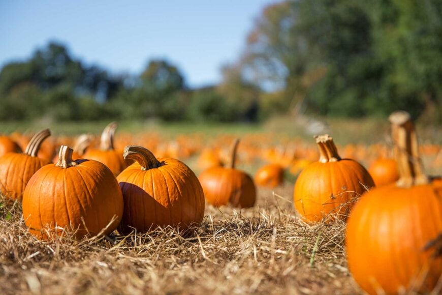13 activities and events perfect for celebrating fall in the Midwest