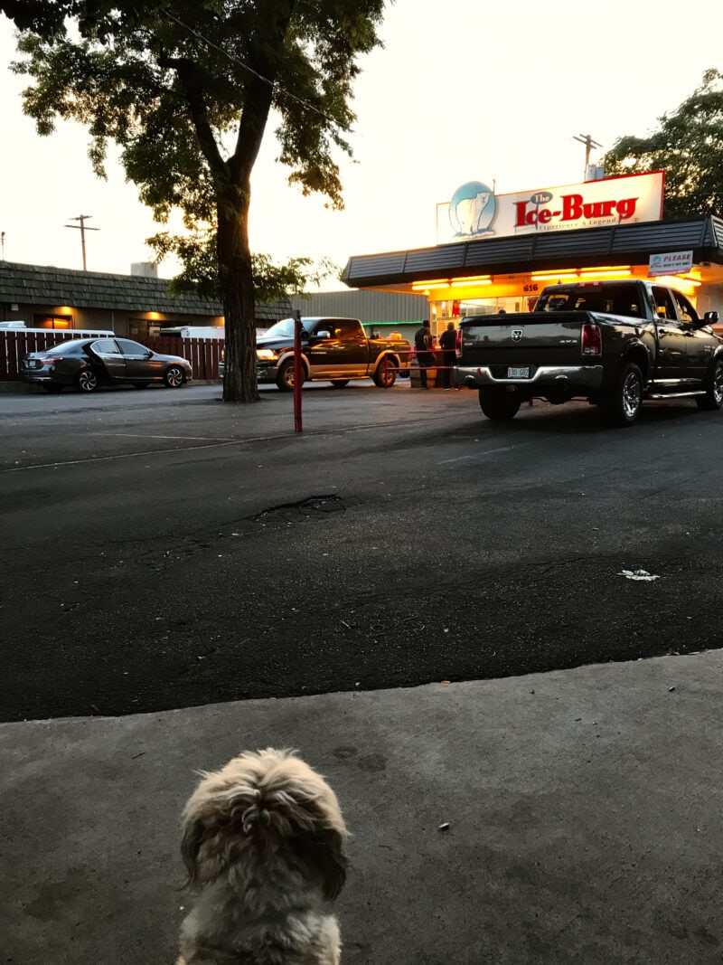 A fluffy dog looks on as a line forms at an eatery illuminated by fluorescent lights.