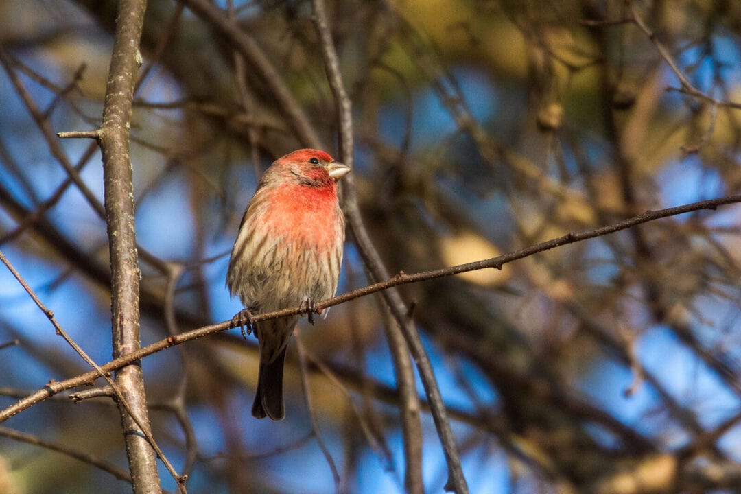 A red and black finch sits alert on a tree branch.