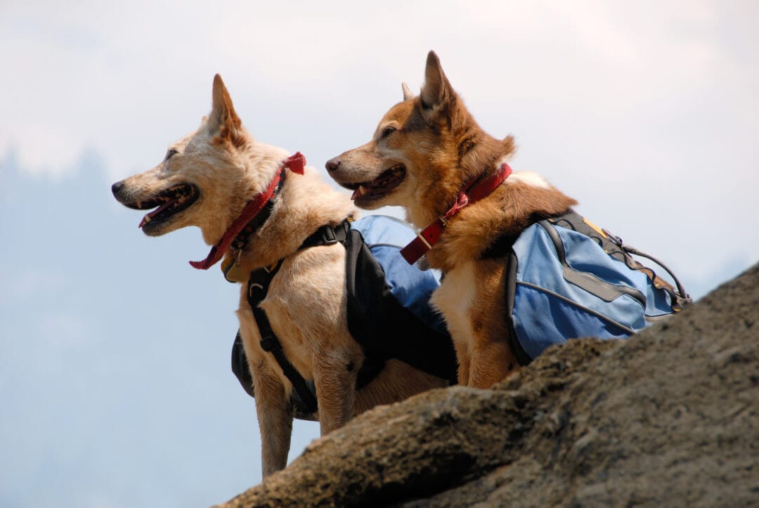 Two dogs stand on alert as they don hiking backpacks.