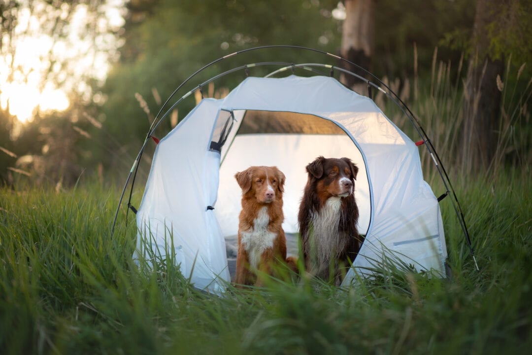 Two dogs enjoy the comfort a sleeping tent.