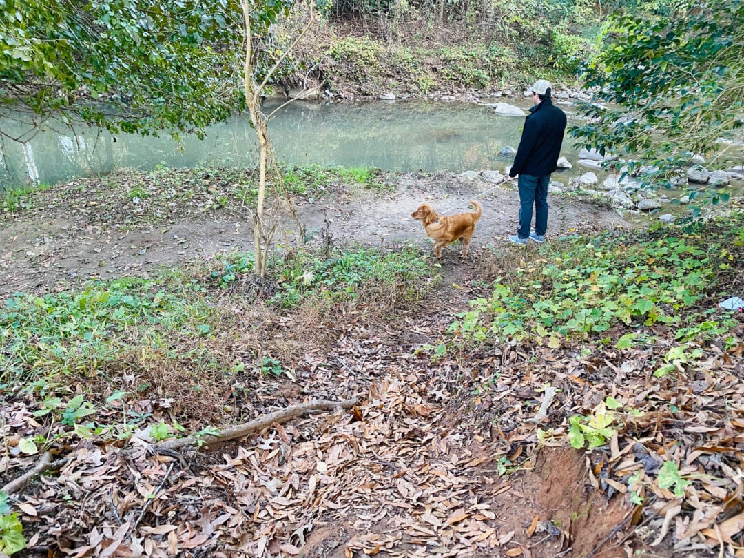A dog and its owner venture into a wooded area on a hike.