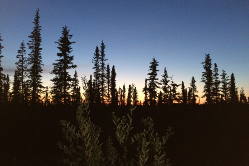 A sunset is barely visible beyond a row of pine trees.