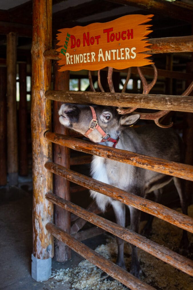 a reindeer pokes its head out of a wooden enclosure under a sign that says "Please do not touch reindeer antlers"
