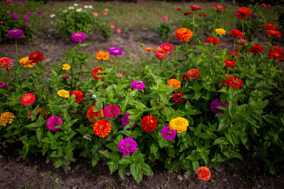 A cluster of planted colorful flowers