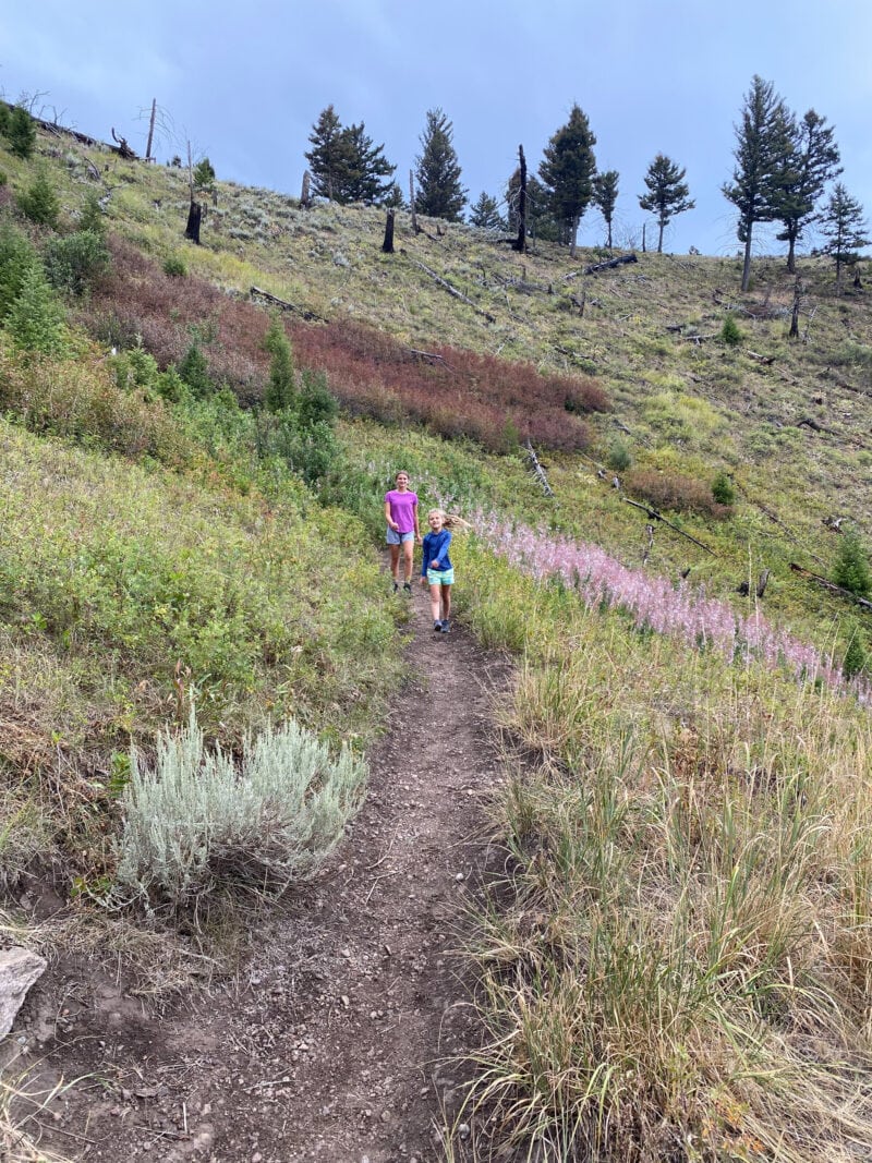 Purple wildflowers line a rugged hiking trail.