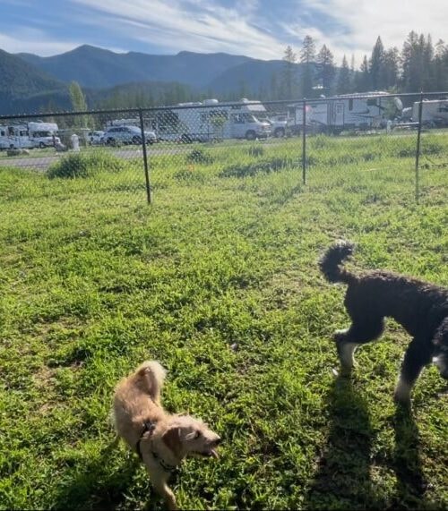 The RVillage guide to RVing with pets [RVillage]