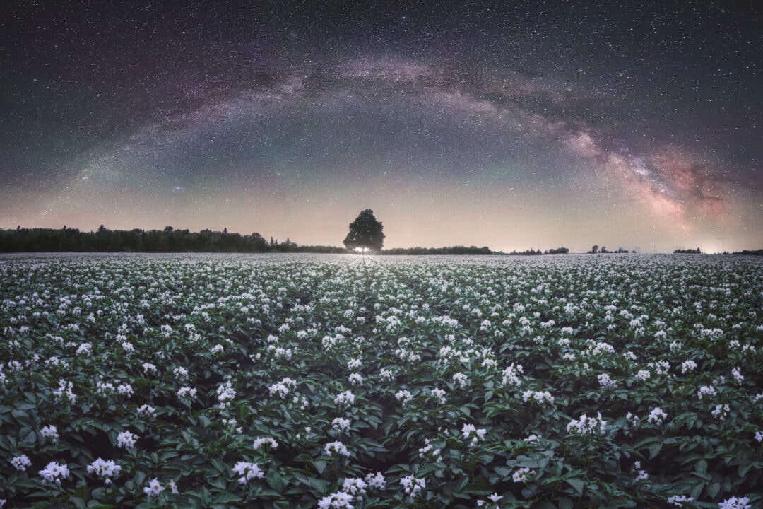 A field filled with white flowers stands in the foreground as the night sky is filled with a breathtaking array of stars.