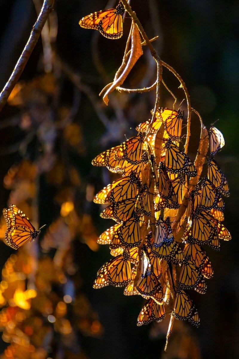 A large group of monarch butterflies hang from a tree branch.