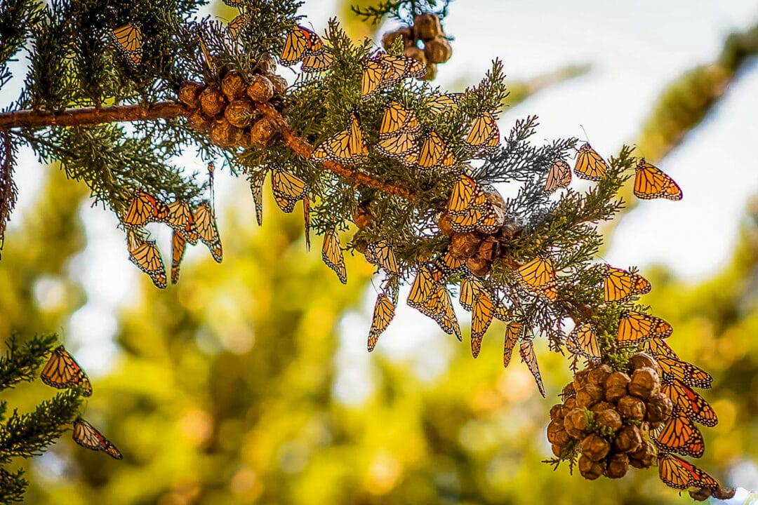 A large grouping of monarch butterflies hang from a tree branch.