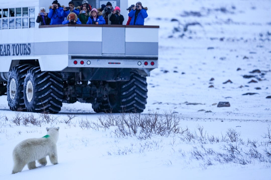 Tourists view a polar bear from the back deck of a tundra buggy.