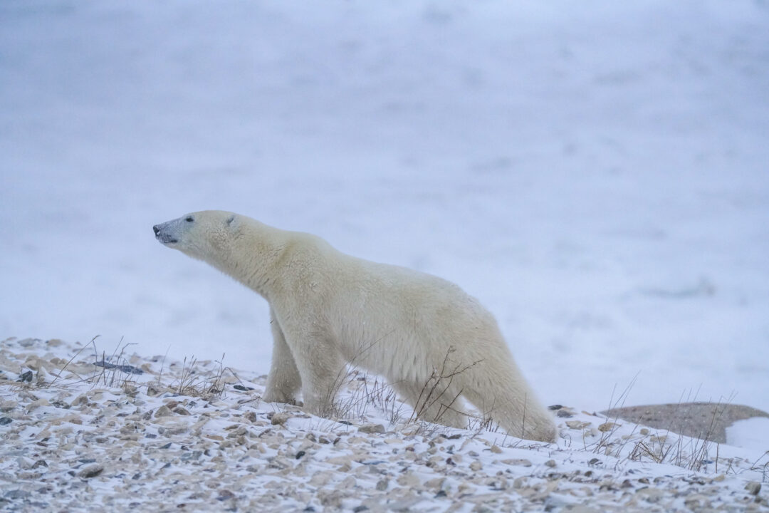 A curious polar bear stretches his long neck.