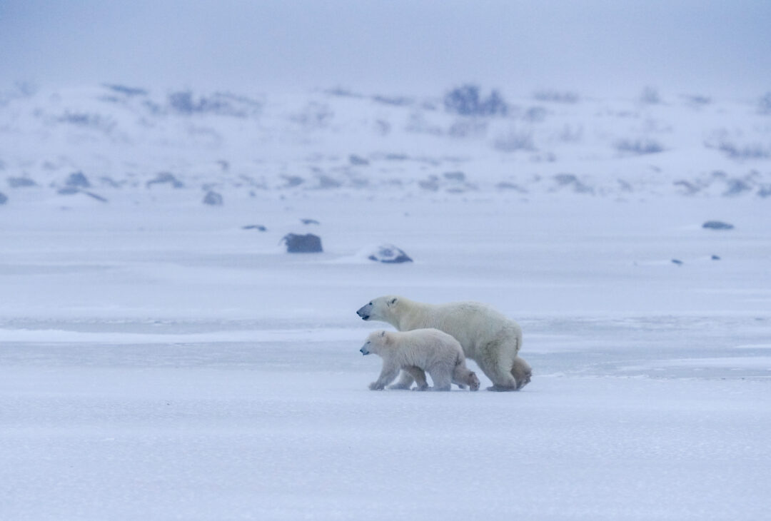 A polar bear mom and cub set off together across the tundra.