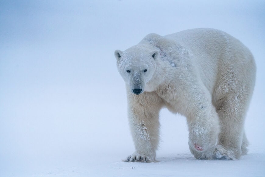 Welcome to the ‘Polar Bear Capital of the World,’ where 1,000-pound giants co-exist with residents