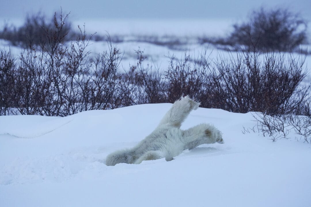 A polar bear sticks his head into a snowy hole, with his feet stretched out above his body.