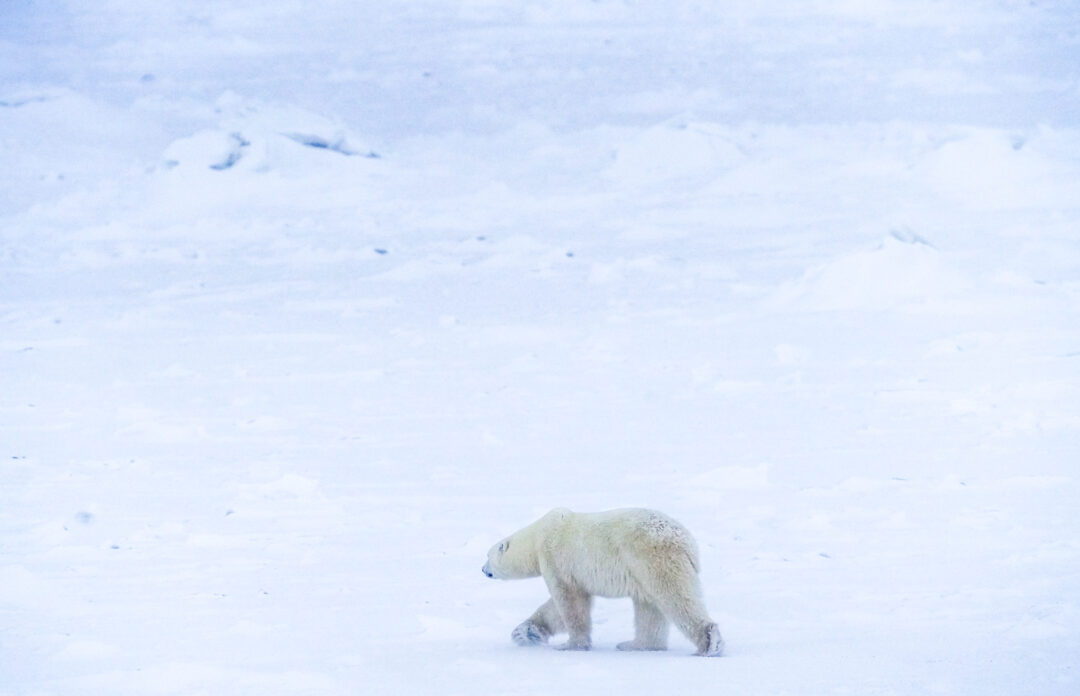 A snowy white polar bear blends into the surrounding wintery landscape.