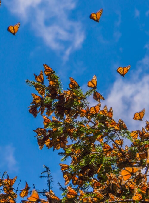 6 stops on a monarch butterfly road trip along California’s Central Coast