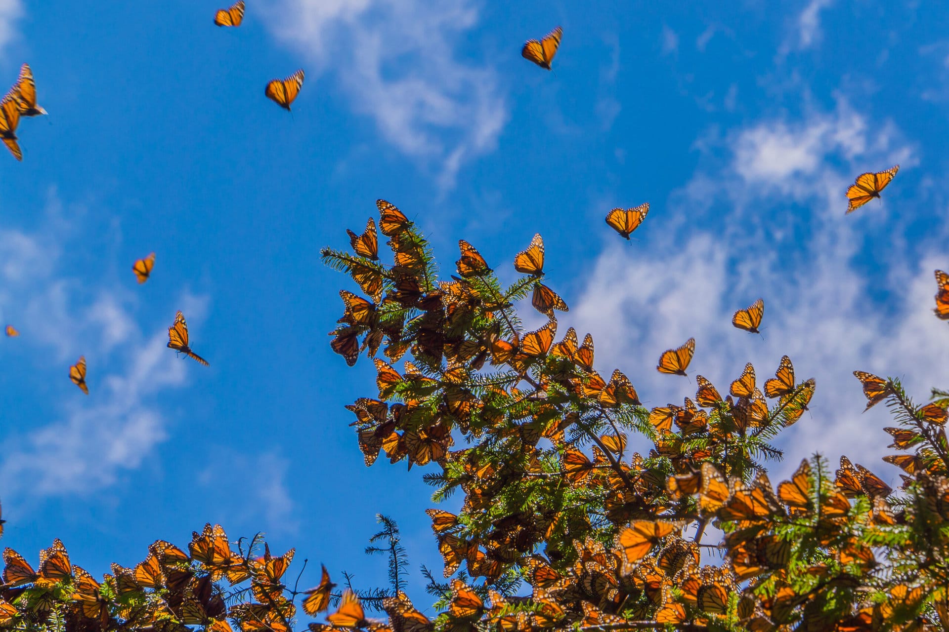 6 stops on a monarch butterfly road trip along California's