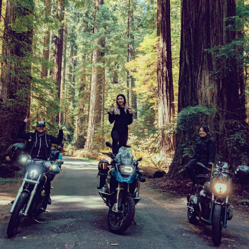 Three motorcyclists park their bikes in front of towering trees