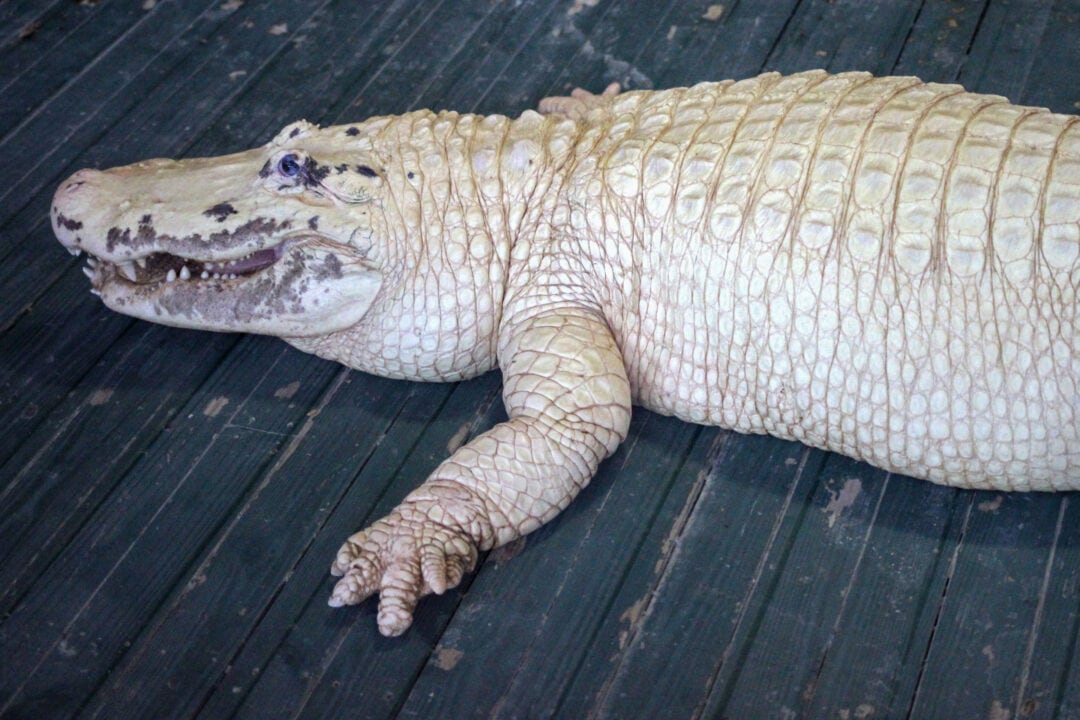 a white alligator on a wooden boardwalk